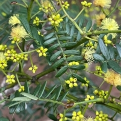 Acacia terminalis (Sunshine Wattle) at Lower Borough, NSW - 24 Jul 2024 by JaneR