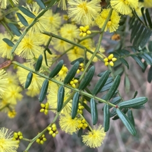 Acacia terminalis at Lower Borough, NSW - 24 Jul 2024