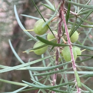 Persoonia linearis at Lower Borough, NSW - 24 Jul 2024