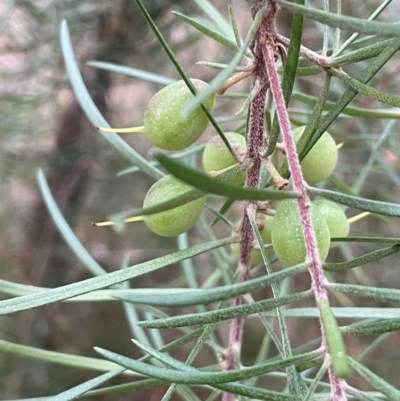 Persoonia linearis (Narrow-leaved Geebung) at Lower Borough, NSW - 24 Jul 2024 by JaneR