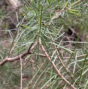 Persoonia linearis at Lower Borough, NSW - 24 Jul 2024