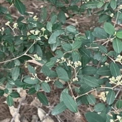 Pomaderris delicata (Delicate Pomaderris) at Lower Borough, NSW - 24 Jul 2024 by JaneR