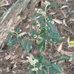 Pomaderris delicata at Lower Borough, NSW - 24 Jul 2024