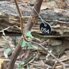 Pomaderris delicata at Lower Borough, NSW - suppressed