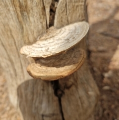 Unverified Fungus at Point Stuart, NT - 25 Jul 2024 by AliClaw