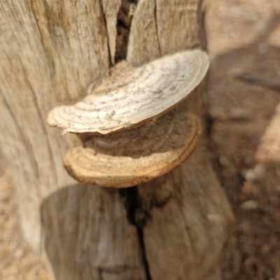 Unidentified Fungus at Point Stuart, NT - 25 Jul 2024 by AliClaw