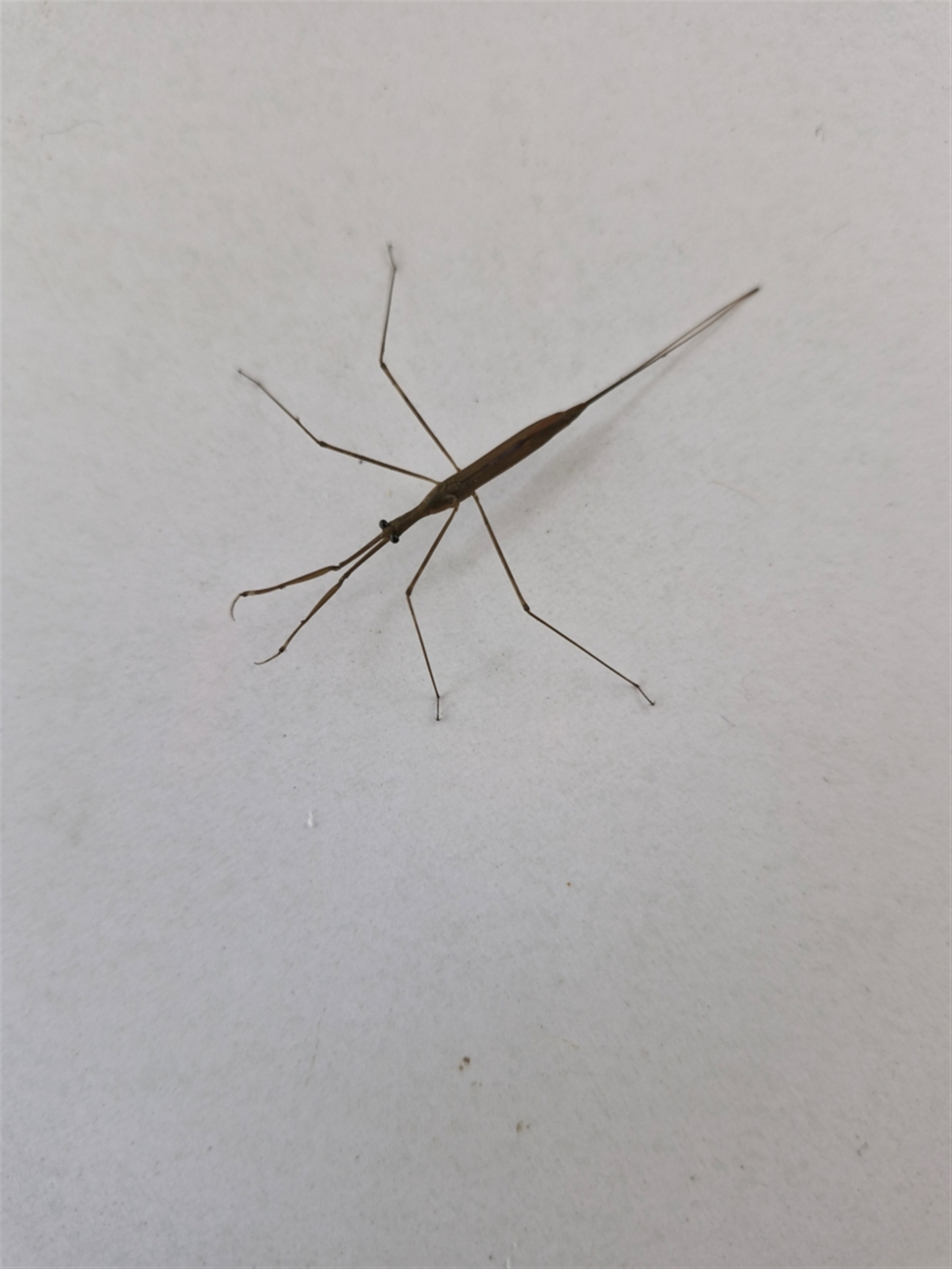 Ranatra sp. (genus) at Point Stuart, NT - 25 Jul 2024 01:24 PM