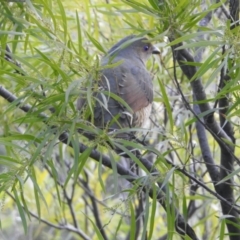 Ptilonorhynchus violaceus (Satin Bowerbird) at Aranda, ACT - 21 Jul 2024 by KMcCue