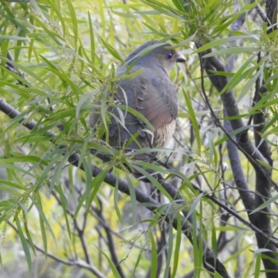 Ptilonorhynchus violaceus (Satin Bowerbird) at Aranda, ACT - 21 Jul 2024 by KMcCue