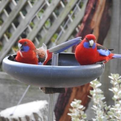 Platycercus elegans (Crimson Rosella) at Aranda, ACT - 21 Jul 2024 by KMcCue