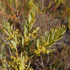 Acacia hamiltoniana at Bulee, NSW - 24 Jul 2024 by RobG1