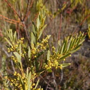 Acacia hamiltoniana at Bulee, NSW - 24 Jul 2024 12:57 PM