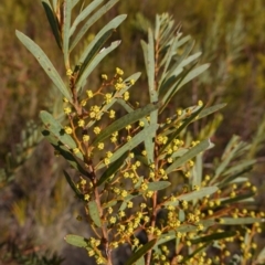 Acacia hamiltoniana at Bulee, NSW - 24 Jul 2024 12:57 PM