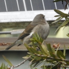 Pachycephala pectoralis (Golden Whistler) at Aranda, ACT - 25 Jul 2024 by KMcCue