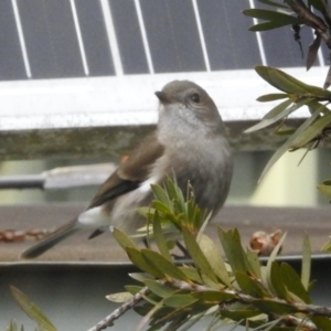 Pachycephala pectoralis at Aranda, ACT - 25 Jul 2024