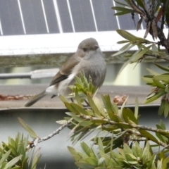 Pachycephala pectoralis at Aranda, ACT - 25 Jul 2024