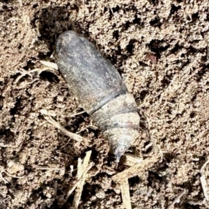 Lepidoptera unclassified IMMATURE at Aranda, ACT - 25 Jul 2024