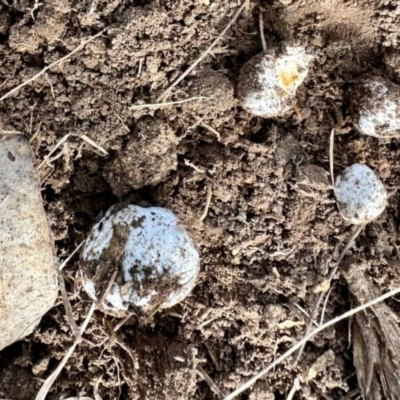 Unidentified Fungus at Aranda, ACT - 25 Jul 2024 by KMcCue