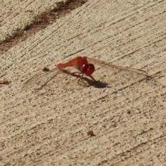 Libellulidae (family) (A dragonfly) at Hughenden, QLD - 25 Jul 2024 by lbradley
