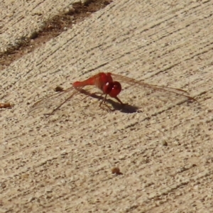 Libellulidae (family) at Hughenden, QLD - 25 Jul 2024