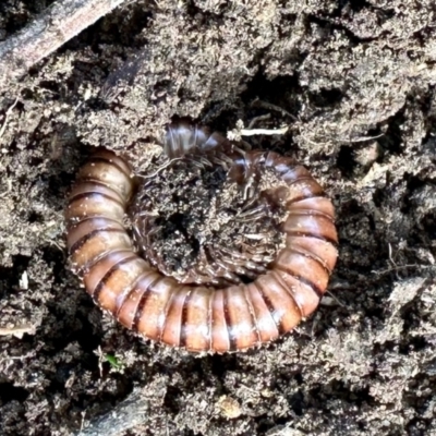 Cormocephalus aurantiipes at Aranda, ACT - 25 Jul 2024 by KMcCue