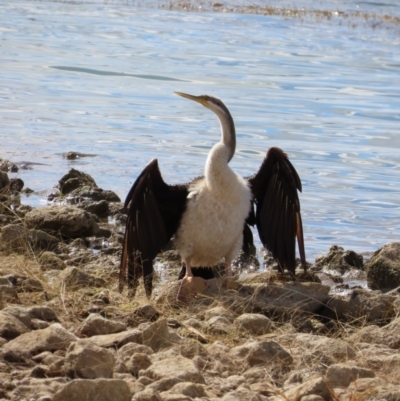 Anhinga novaehollandiae (Australasian Darter) at Hughenden, QLD - 25 Jul 2024 by lbradley