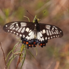 Papilio anactus (Dainty Swallowtail) at Majura, ACT - 19 Jan 2020 by MB