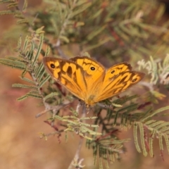 Heteronympha merope (Common Brown Butterfly) at Majura, ACT - 19 Jan 2020 by MB