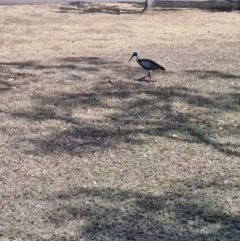 Threskiornis spinicollis (Straw-necked Ibis) at Point Stuart, NT - 25 Jul 2024 by AliClaw