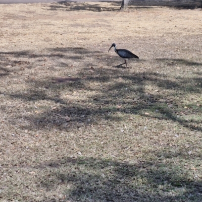 Threskiornis spinicollis (Straw-necked Ibis) at Point Stuart, NT - 25 Jul 2024 by AliClaw