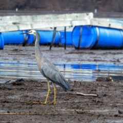 Egretta novaehollandiae (White-faced Heron) at Batemans Bay, NSW - 11 Feb 2020 by MB