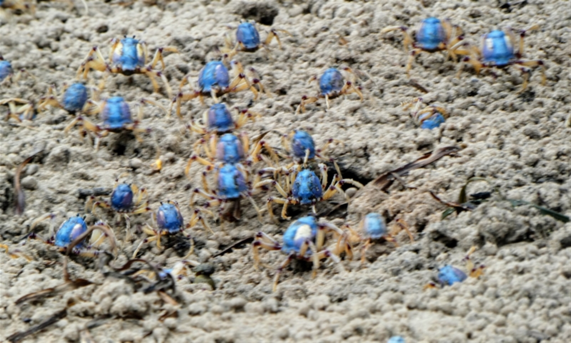 Mictyris sp. (genus) at Huskisson, NSW - 18 Feb 2020 01:56 PM
