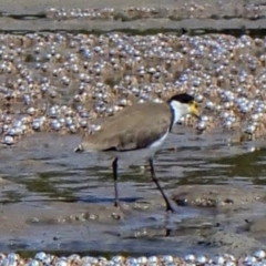 Vanellus miles (Masked Lapwing) at Huskisson, NSW - 18 Feb 2020 by MB