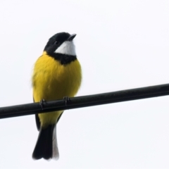 Pachycephala pectoralis (Golden Whistler) at Melba, ACT - 25 Jul 2024 by kasiaaus