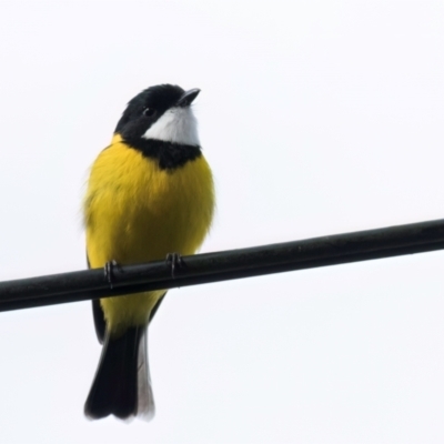 Pachycephala pectoralis (Golden Whistler) at Melba, ACT - 25 Jul 2024 by kasiaaus