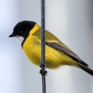 Pachycephala pectoralis at Melba, ACT - 25 Jul 2024