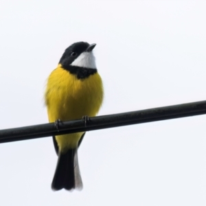 Pachycephala pectoralis at Melba, ACT - 25 Jul 2024 10:02 AM