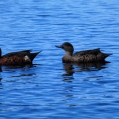 Anas castanea (Chestnut Teal) at Huskisson, NSW - 18 Feb 2020 by MB