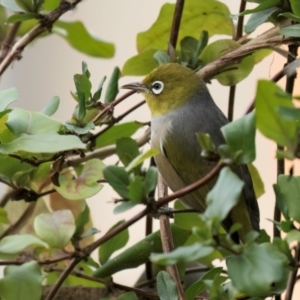 Zosterops lateralis at Melba, ACT - 25 Jul 2024 10:05 AM