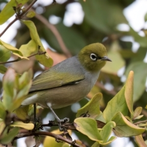 Zosterops lateralis at Melba, ACT - 25 Jul 2024