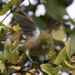 Zosterops lateralis at Melba, ACT - 25 Jul 2024