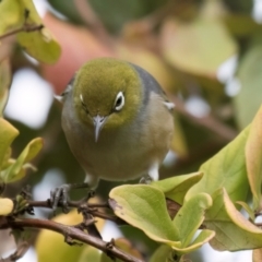 Zosterops lateralis at Melba, ACT - 25 Jul 2024