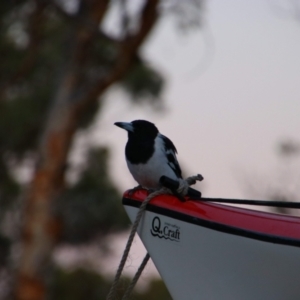 Cracticus nigrogularis at Boorabbin, WA - 11 Mar 2020