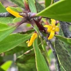 Persoonia levis (Broad-leaved Geebung) at Bulee, NSW - 24 Jul 2024 by JaneR