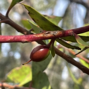 Persoonia levis at Bulee, NSW - 24 Jul 2024