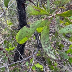 Persoonia levis at Bulee, NSW - 24 Jul 2024