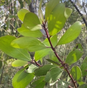 Persoonia levis at Bulee, NSW - 24 Jul 2024