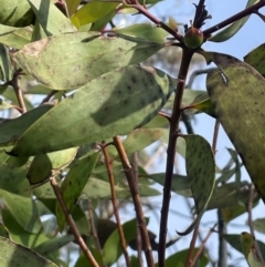 Persoonia levis at Bulee, NSW - 24 Jul 2024