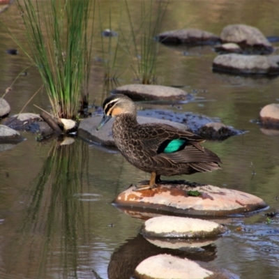 Anas superciliosa (Pacific Black Duck) at Uriarra Village, ACT - 22 May 2020 by MB