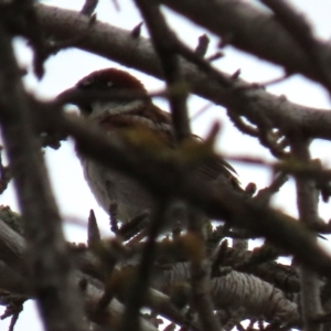 Passer domesticus at Ross, TAS - 24 Jan 2024 07:56 AM